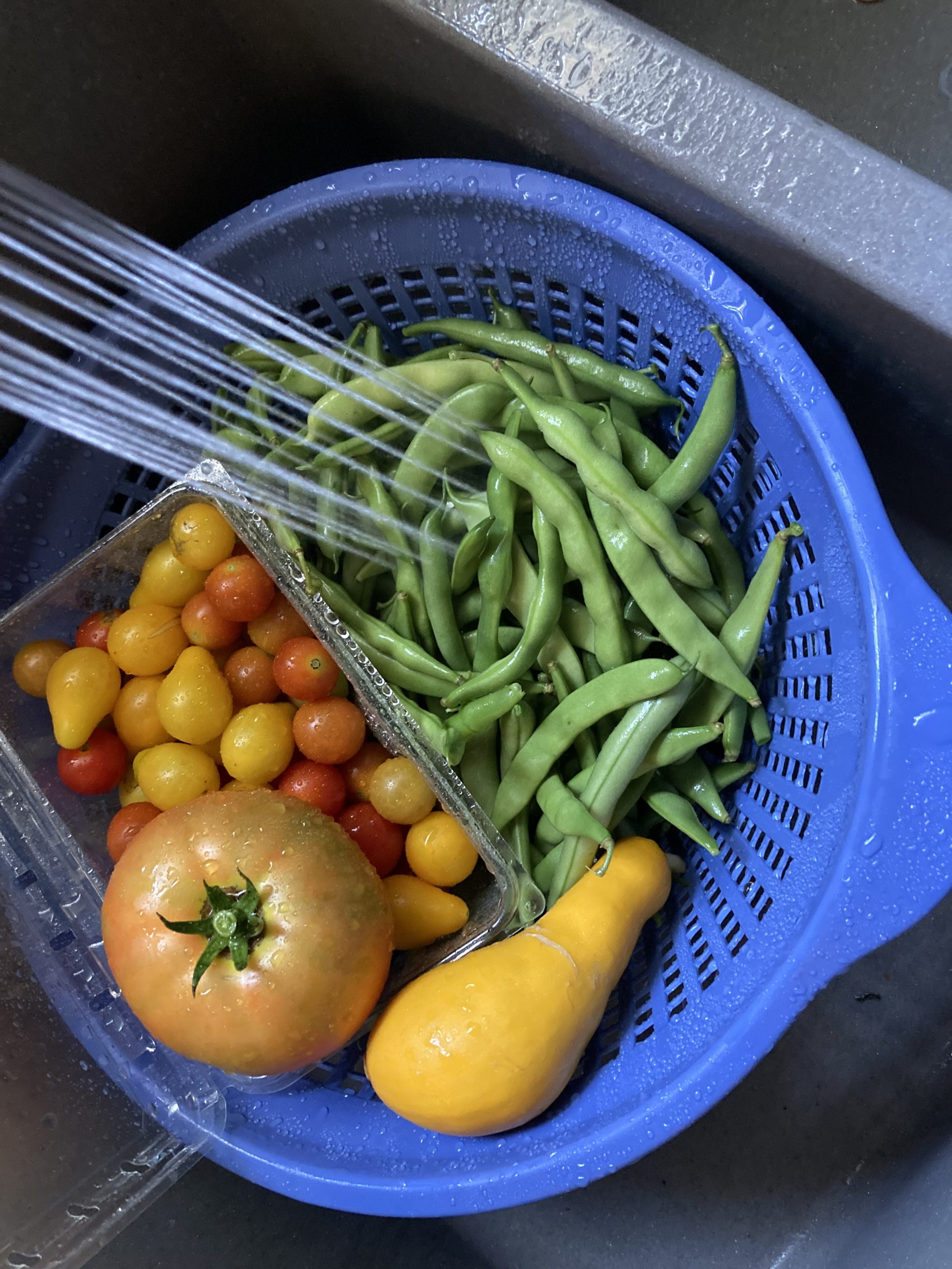 Colander filled with home grown green beans, summer squash, and tomatoes in running water in the kitchen sink.
